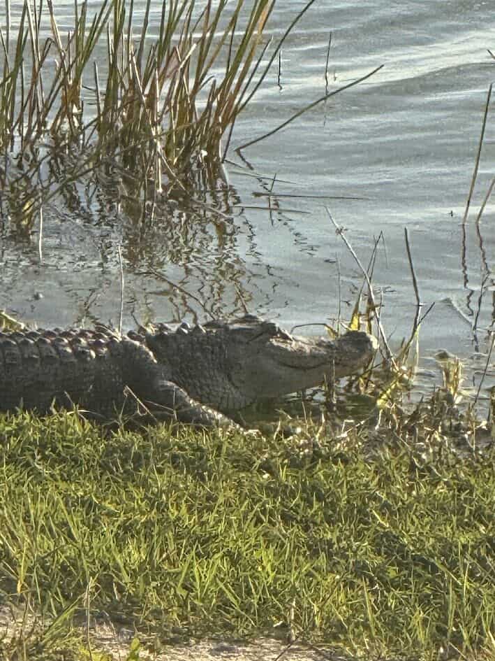 An alligator rests at the edge of a body of water, partially submerged in grass and reeds, with rippling water in the background.